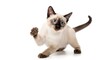 © dia - Playful Siamese Kitten Ready to Pounce on White Background.