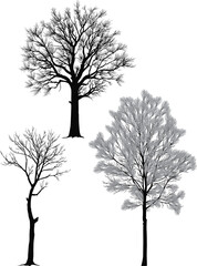 Wall Mural - different trees three silhouettes isolated on white