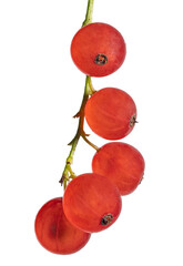 Wall Mural - bunch of red currant with five fine berries