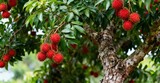 Bright red rambutan fruits grow abundantly on a lush green tree.