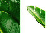 Close-up of vibrant green banana leaves, one isolated