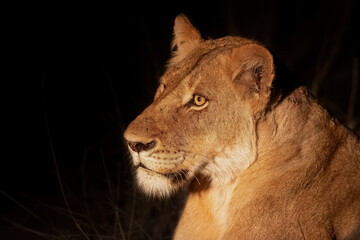 Wall Mural - Lioness resting in Sabi Sands Game Reserve in the Greater Kruger Region in South Africa