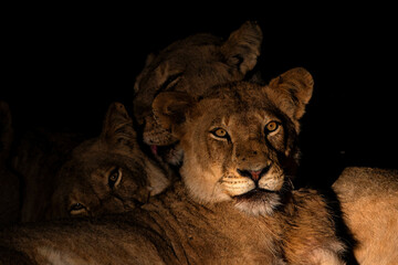 Wall Mural - Lioness resting in Sabi Sands Game Reserve in the Greater Kruger Region in South Africa