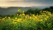 © Tom - yellow greenthread plant with delicate small yellow flowers perfect for organic tea production organic tea