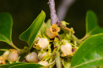 Wall Mural - Close up of blooming persimmon buds , background