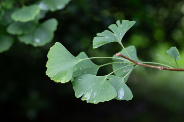 Wall Mural - Ginkgo tree (Ginkgo biloba) or ginkgo with bright green new leaves on background of blurry foliage. Selective focus. Close-up. Landscaped garden. Nature concept for desig