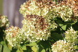 hydrangea plant in full bloom