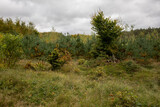 young green pine trees in a yellow-green autumn mixed forest, October in the forest, nature in autumn landscape, beautiful October landscape