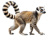 Ring-tailed lemur side view walking isolated studio shot capturing unique wildlife movement and form isolated on transparent background