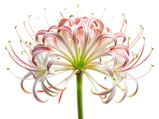 Delicate spider lily flower isolated against a perfect for floral designs and nature photography isolated on transparent background