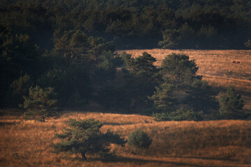 Wall Mural - A red deer is in the meadow during rutting season. A deer roars in the grassland. 