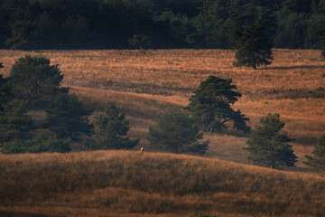 Wall Mural - A red deer is in the meadow during rutting season. A deer roars in the grassland. 