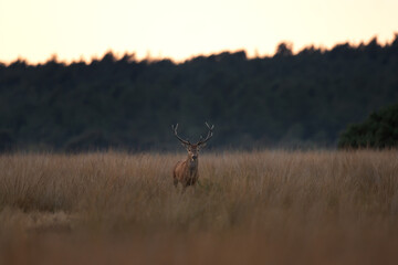 Wall Mural - A red deer is in the meadow during rutting season. A deer roars in the grassland. 