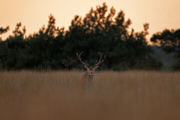 Wall Mural - A red deer is in the meadow during rutting season. A deer roars in the grassland. 