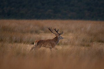 Wall Mural - A red deer is in the meadow during rutting season. A deer roars in the grassland. 