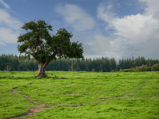 Wall Mural - A lone tree in a green tree with footpath to it in an S shape. Dense forest in the background. Nature scene. Cloudy sky. Stand out and be different concept.