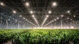 Indoor cannabis farm with plants, lights, and metal framework. Showcase innovation in agriculture or controlled environment production.