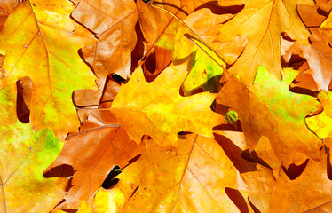 Wall Mural - Autumn fallen leaves closeup. Background for autumn fall. Yellow autumn maple leaves. Fall in backdrop.