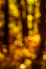 Wall Mural - Autumn leaves blurred golden background. Soft blur of yellow and orange foliage. Sunlight shines through autumn trees.
