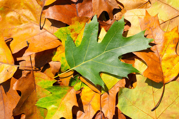 Wall Mural - Autumn fall background. Autumn leaves for design. Fall leaves.