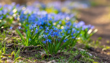 Wall Mural - Purple crocus flowers blooming in the spring grass
