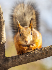 Wall Mural - Squirrel sits on a branch in Autumn park