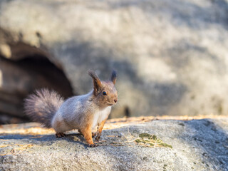 Wall Mural - Squirrel in autumn or spring with nut on the green grass with fallen yellow leaves