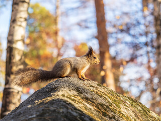 Wall Mural - Squirrel in autumn or spring with nut on the green grass with fallen yellow leaves