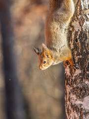 Wall Mural - Squirrel sitting upside down on a tree trunk. The squirrel hangs upside down on a tree against colorful blurred background. Close-up.