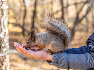 Wall Mural - A squirrel in the spring or autumn eats nuts from a human hand. Eurasian red squirrel, Sciurus vulgaris