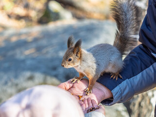 Wall Mural - A squirrel in the spring or autumn eats nuts from a human hand. Eurasian red squirrel, Sciurus vulgaris