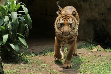Wall Mural - a sumatran tiger roaming in the grass while staring ahead
