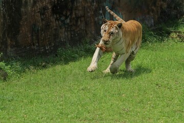Wall Mural - a bengal tiger is seen running on the field