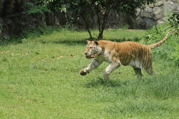 Wall Mural - a bengal tiger is seen running on the field
