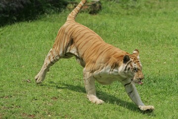 Wall Mural - a bengal tiger is seen running on the field