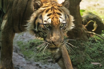 Wall Mural - close up of a sumatran tiger's facial expression