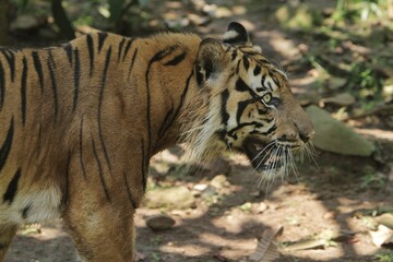 Wall Mural - a sumatran tiger is in a bad mood