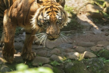 Wall Mural - close up of a sumatran tiger's facial expression