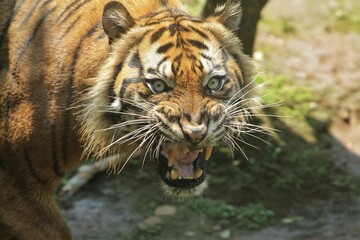 Wall Mural - close up of a sumatran tiger roaring