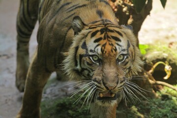 Wall Mural - a sumatran tiger is in a bad mood