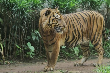Wall Mural - A sumatran tiger was seen standing looking back