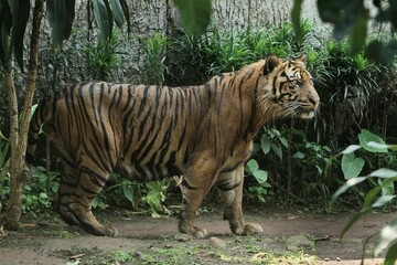 Wall Mural - A sumatran tiger is seen standing and looking around.