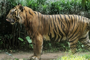 Wall Mural - A sumatran tiger is seen standing and looking around.