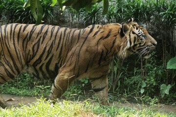 Wall Mural - A sumatran tiger is seen standing and looking around.