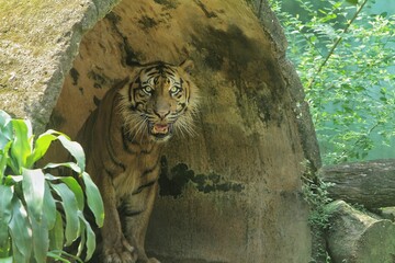 Wall Mural - a sumatran tiger stands still while observing its surroundings