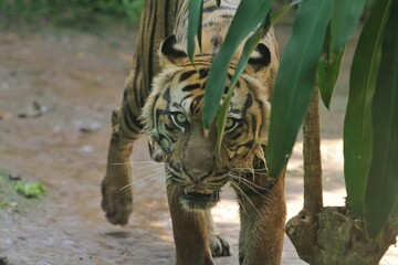 Wall Mural - A sumatran tiger is seen roaming around while staring ahead.