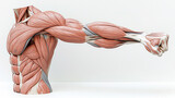 Detailed illustration of human muscular anatomy showcasing arm Generative AI