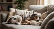 © Taqinaya - Catahoula Leopard Dog peacefully sleeping on a cozy sofa representing ultimate comfort and relaxation indoors