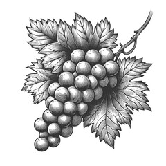 Wall Mural - bunch of grapes with leaves and vine, symbolizing wine, harvest, fruit, and traditional botanical art sketch engraving generative ai raster illustration. Scratch board imitation. Black and white image