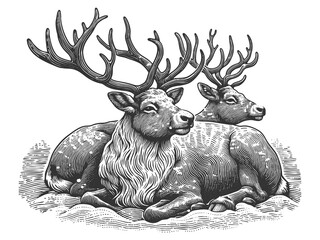 Wall Mural - two reindeer with large antlers lying in the snow, symbolizing winter, wildlife, and Christmas tradition sketch engraving generative ai raster illustration. Scratch board imitation. Black and white.